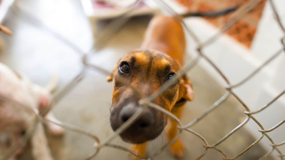 euthanasie la triste fin des chats et chiens abandonnés dans les refuges révélée par la spa